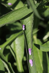 Symphytum officinale
