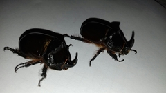 Oryctes nasicornis