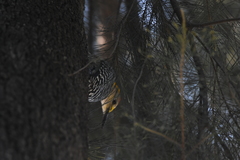 Melanerpes aurifrons