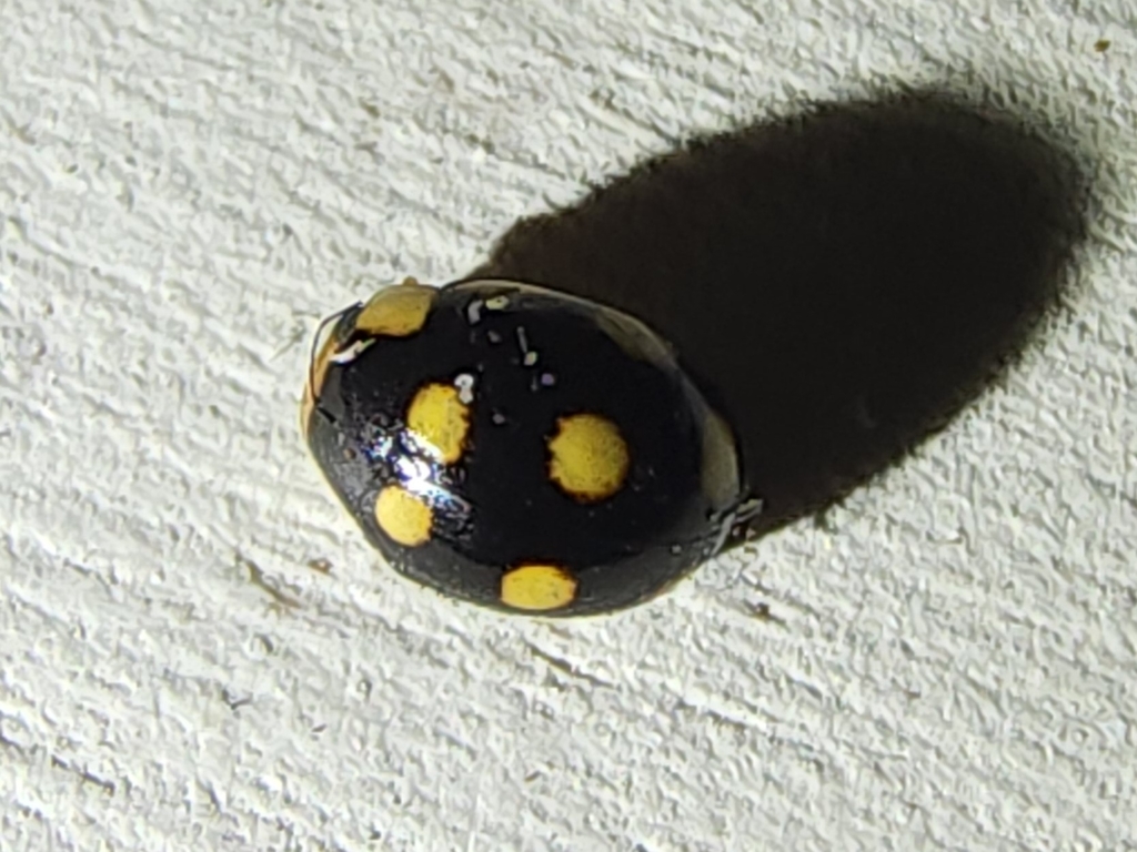 Lady beetle
