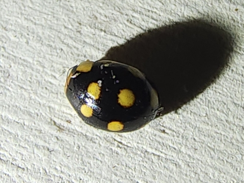 Lady beetle