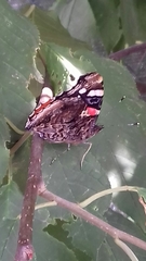 Vanessa atalanta