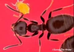 Technomyrmex brunneus