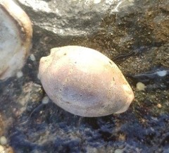 Notocypraea angustata