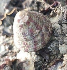 Trochus radiatus