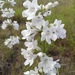 White Wand Beardtongue - Photo (c) Mike H, some rights reserved (CC BY-NC), uploaded by Mike H