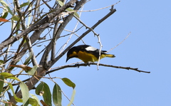 Icterus abeillei