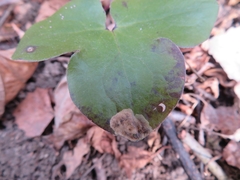 Phytomyza abdominalis