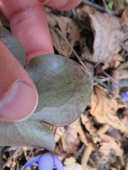 Phytomyza abdominalis