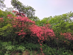 Rhododendron mariesii
