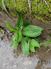 Plantago depressa