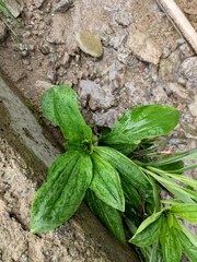 Plantago depressa