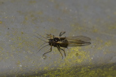 Periphyllus testudinaceus