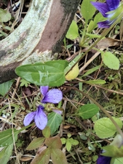 Viola philippica