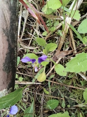 Viola philippica