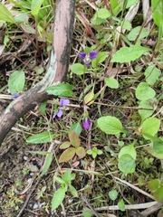 Viola philippica