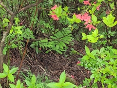 Pentarhizidium orientale