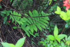 Pentarhizidium orientale