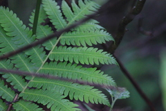 Pentarhizidium orientale