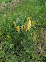 Astragalus asper