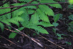 Pentarhizidium orientale