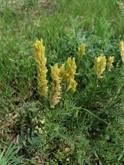 Astragalus asper