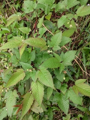 Rubus trianthus