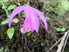 Pleione formosana