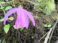 Pleione formosana