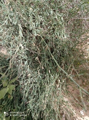 Polygonum equisetiforme