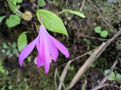 Pleione formosana