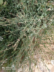 Polygonum equisetiforme