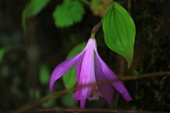 Pleione formosana