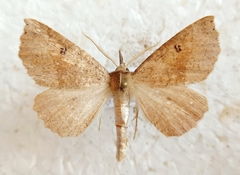 Crocallis dardoinaria