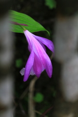 Pleione formosana