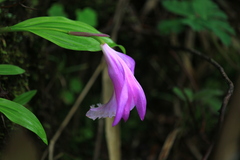 Pleione formosana