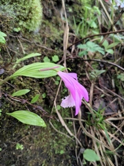 Pleione formosana