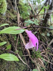 Pleione formosana