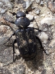 Clinterocera scabrosa