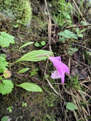 Pleione formosana