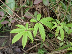 Lardizabalaceae
