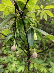 Lardizabalaceae