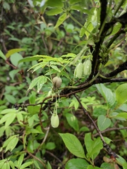 Lardizabalaceae