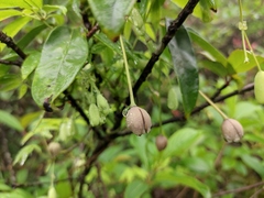 Lardizabalaceae