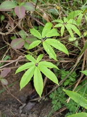 Lardizabalaceae