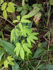 Lardizabalaceae