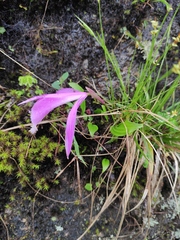 Pleione formosana