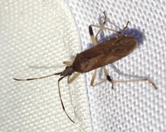 Dicranocephalus caffer