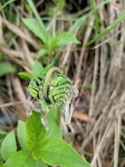 Osmunda japonica