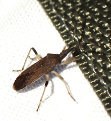 Dicranocephalus caffer